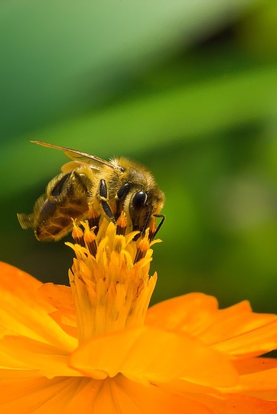 a bzzzzzzzzzzz by Blaž
