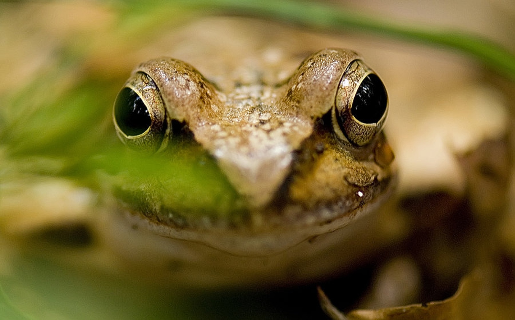 osredotočena by Blaž