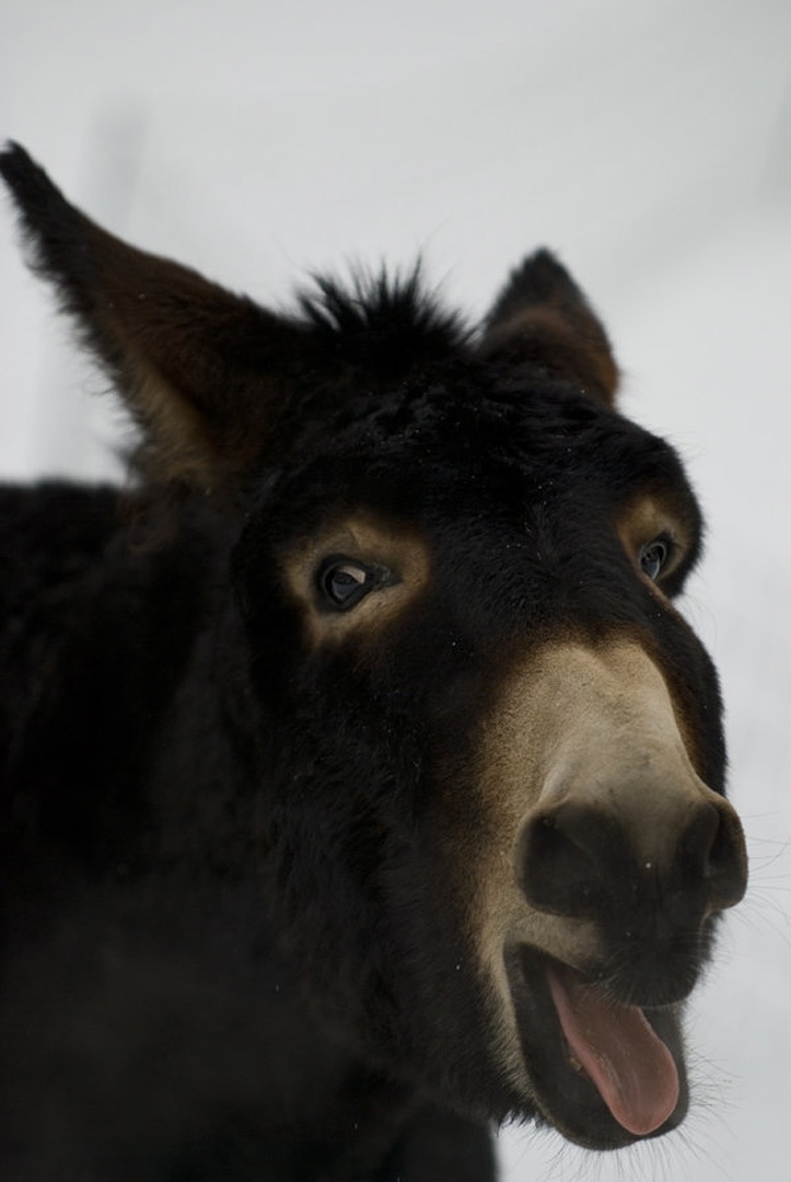 IA burro by Blaž