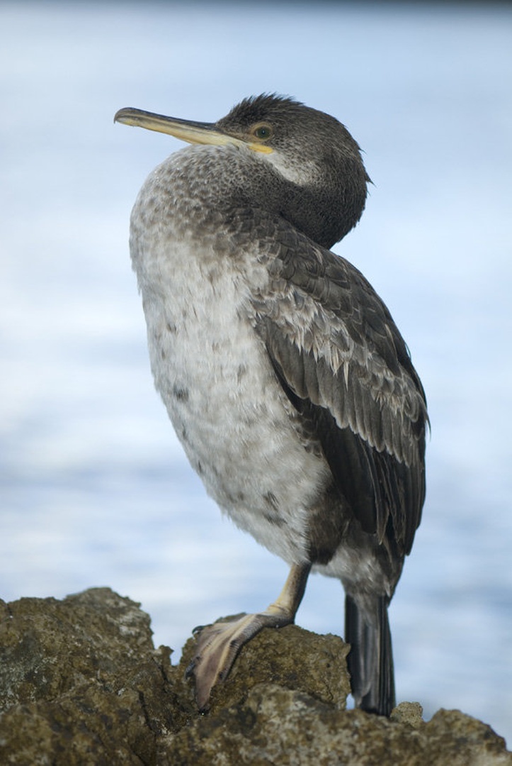 kormoran (2) by Blaž