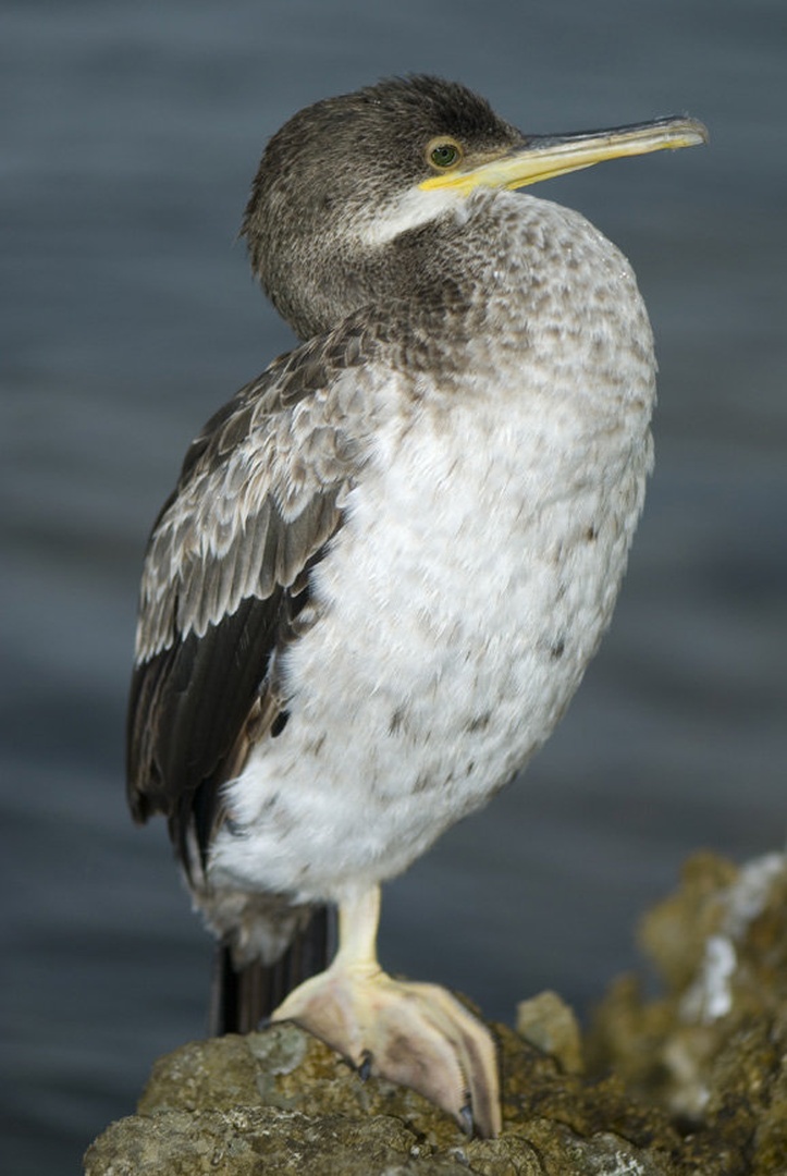 Kormoran (3) by Blaž