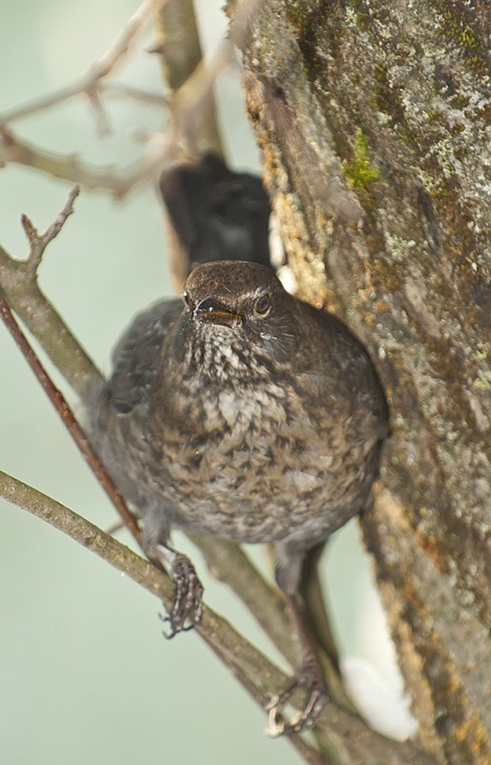 naspidirana samica by Blaž