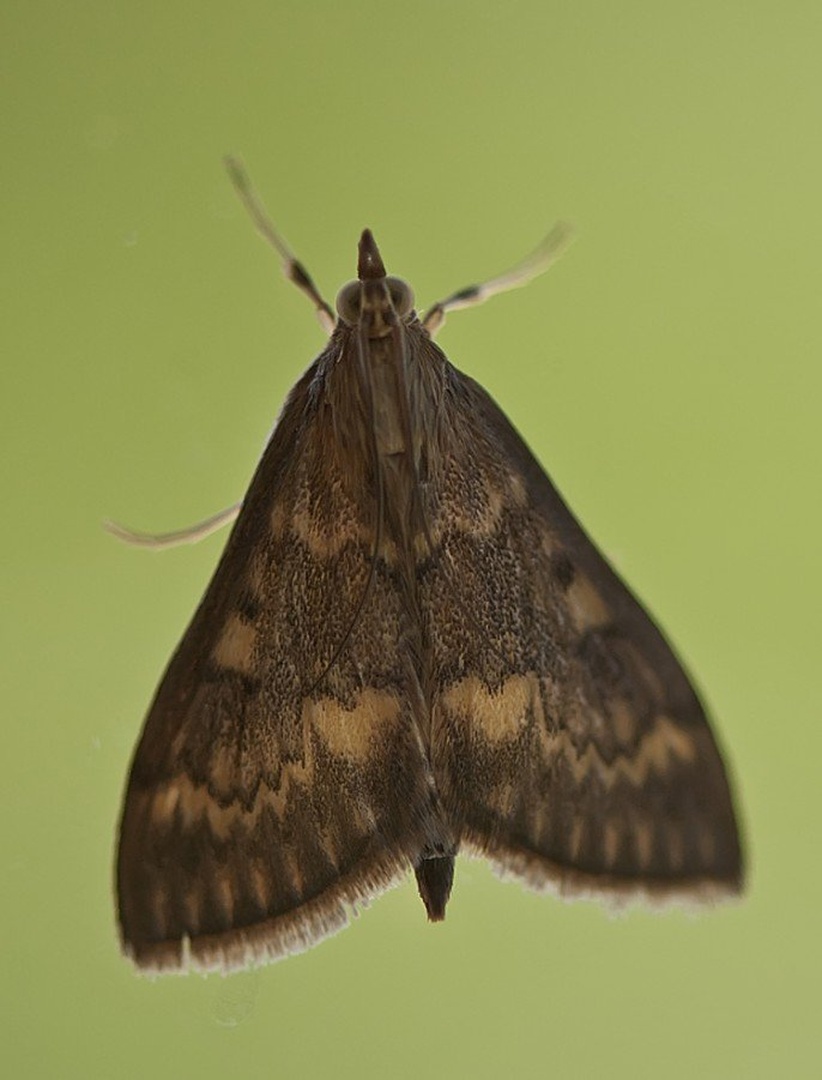 vešč by Blaž