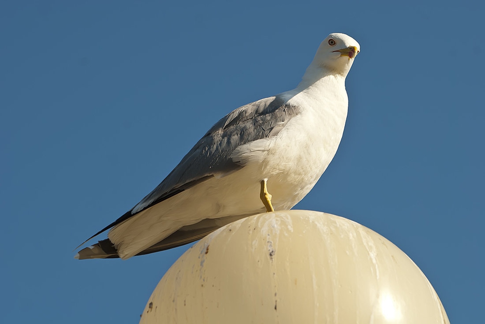 To look down upon by Blaž