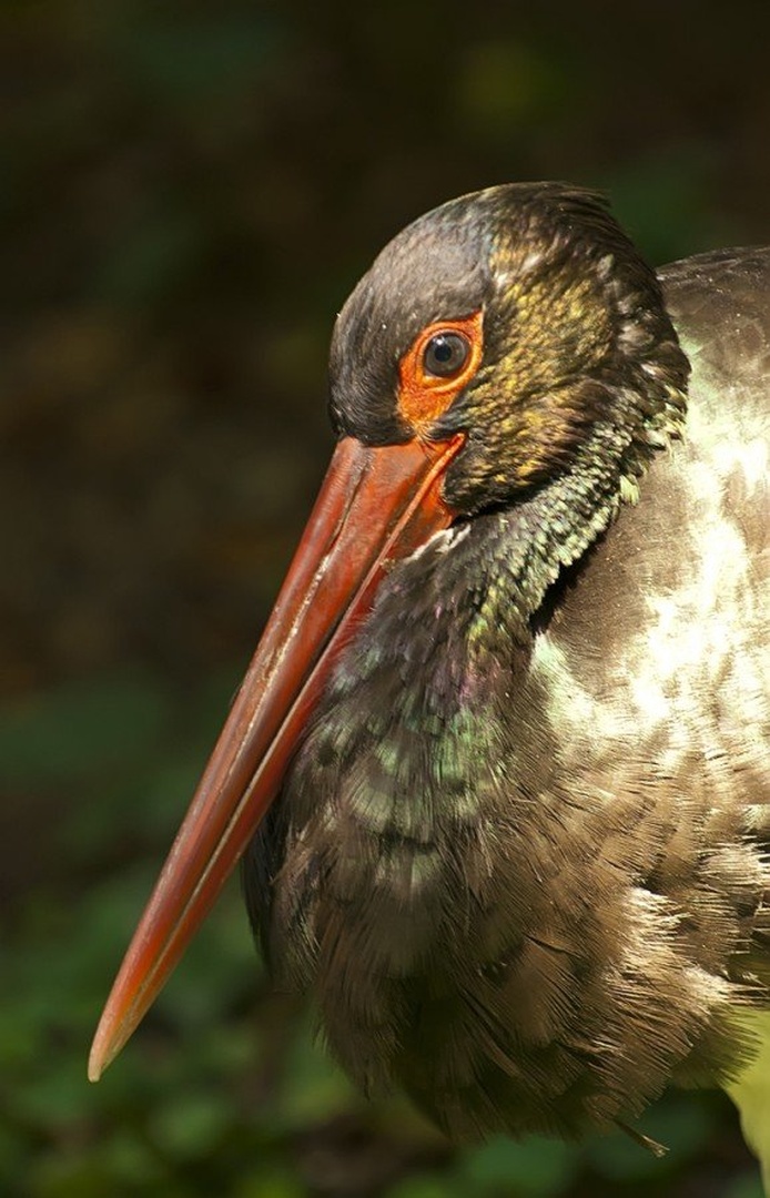 Up close and personal by Blaž
