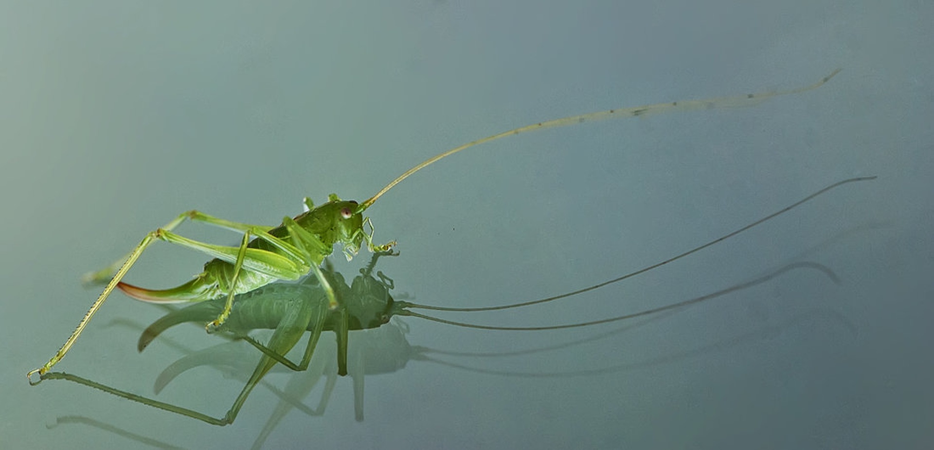 Meni najljubša (moja) fotografija kobilice by Blaž