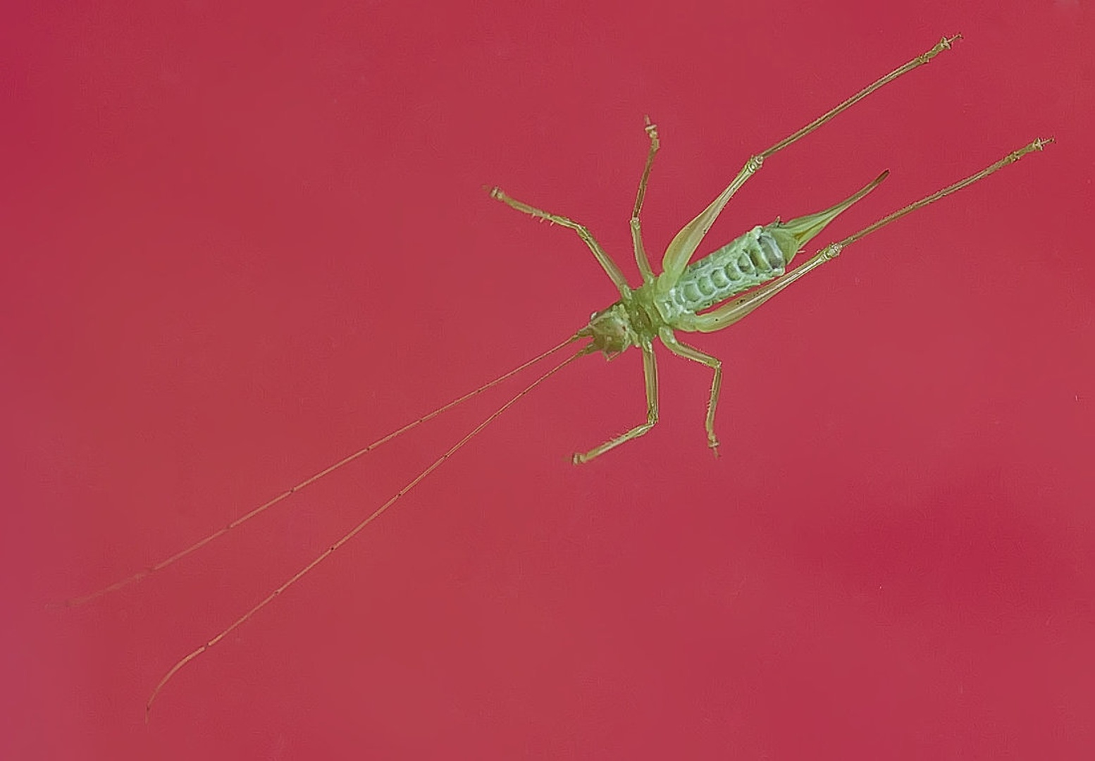 acis grasshopper by Blaž