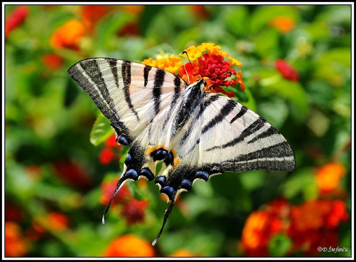 Iphiclides podalirius by