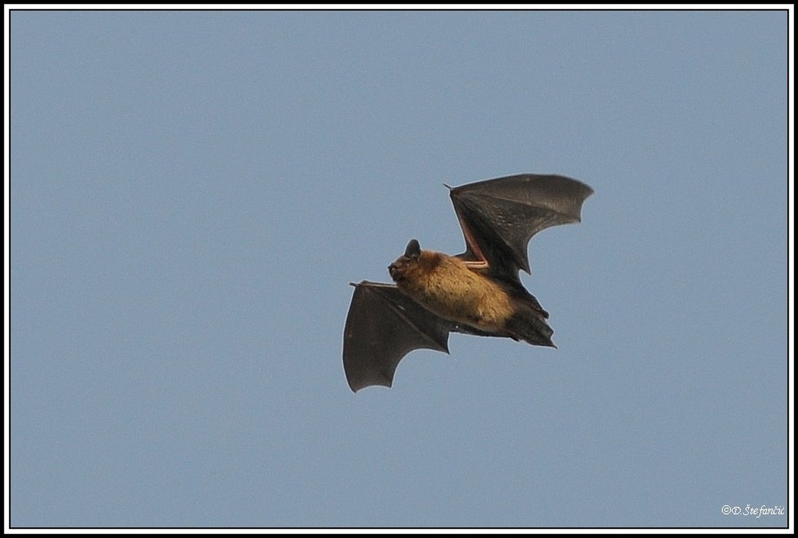 Nyctalus noctula by