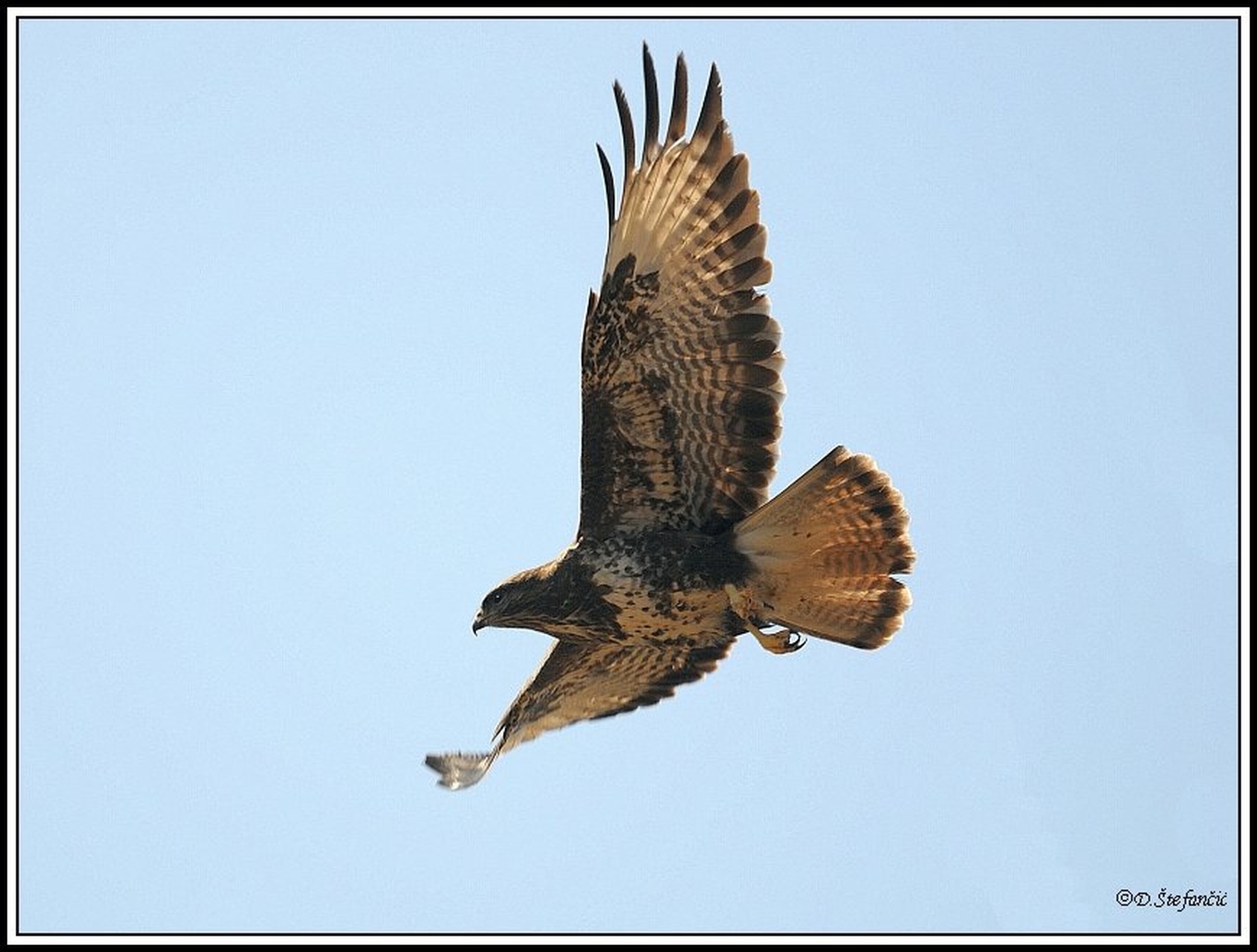 Buteo buteo by