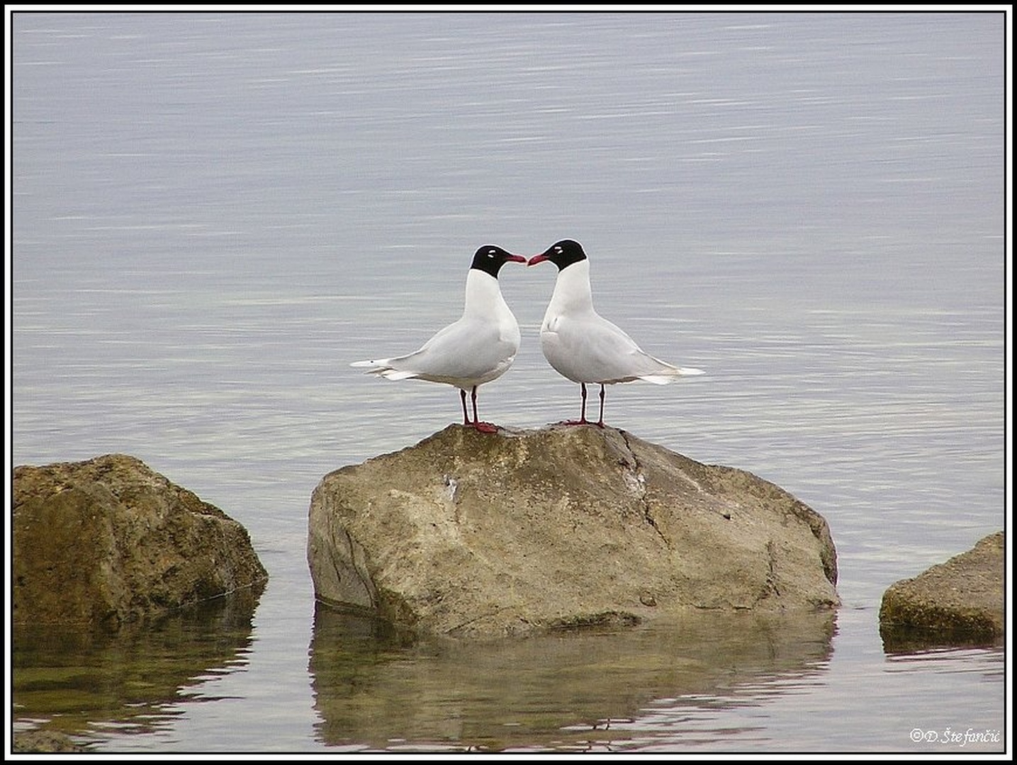 Zaljubljeni by