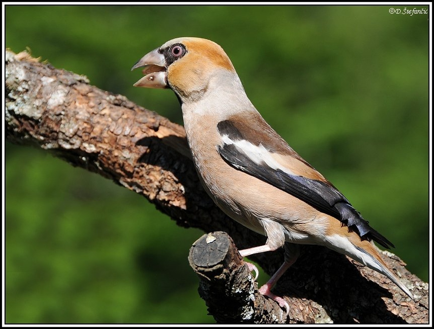 Coccothraustes coccothraustes by
