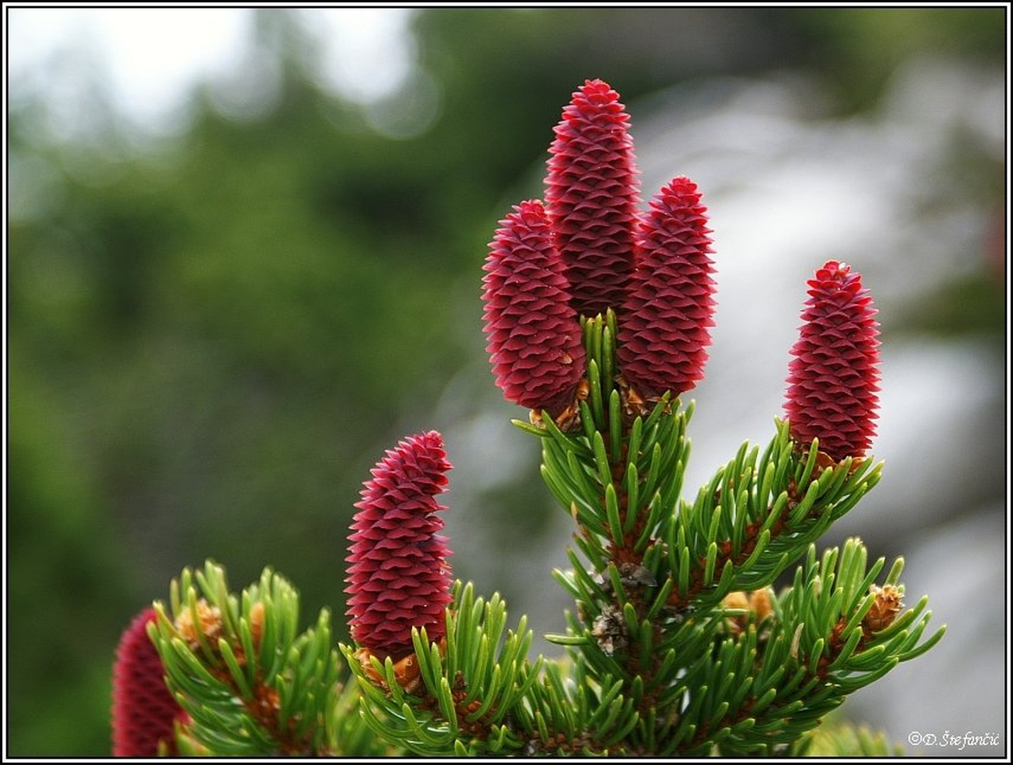 Picea abies by