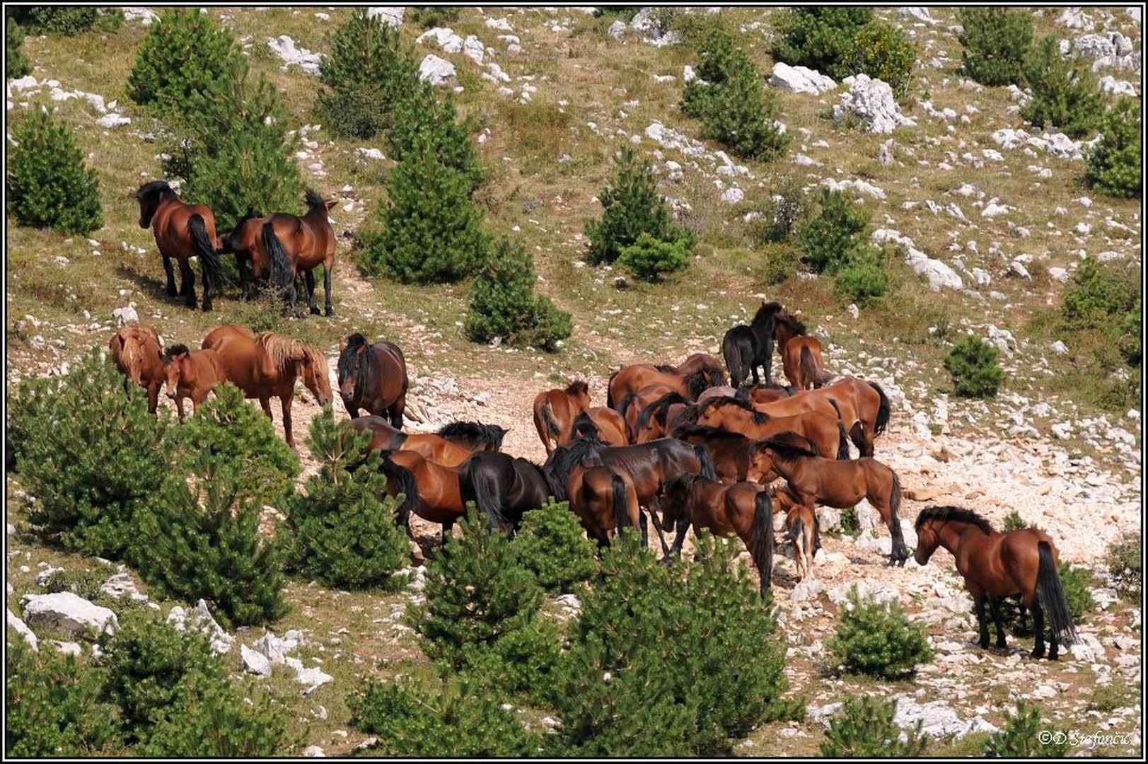 Wild horses by