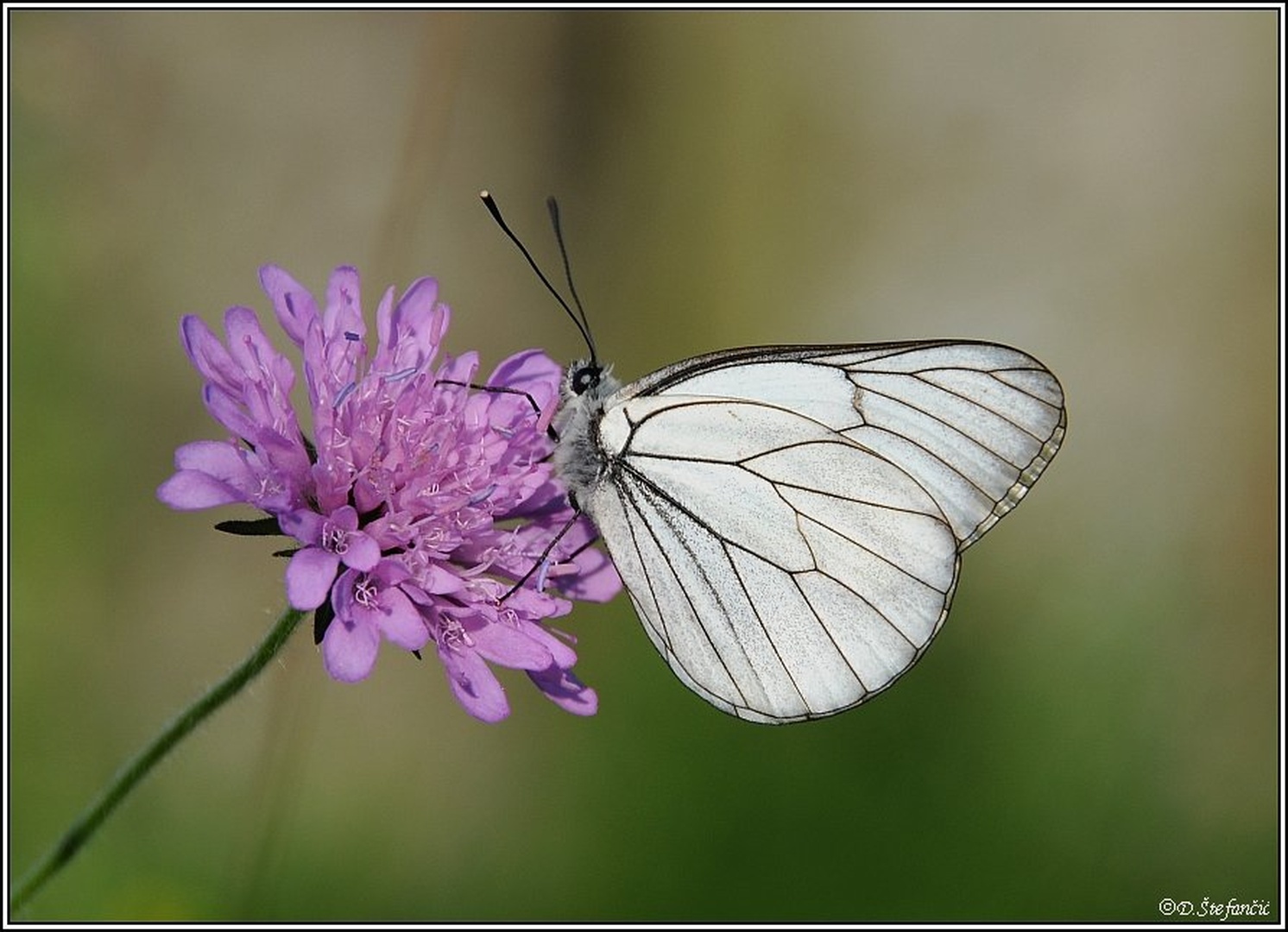 Glogova belinka by
