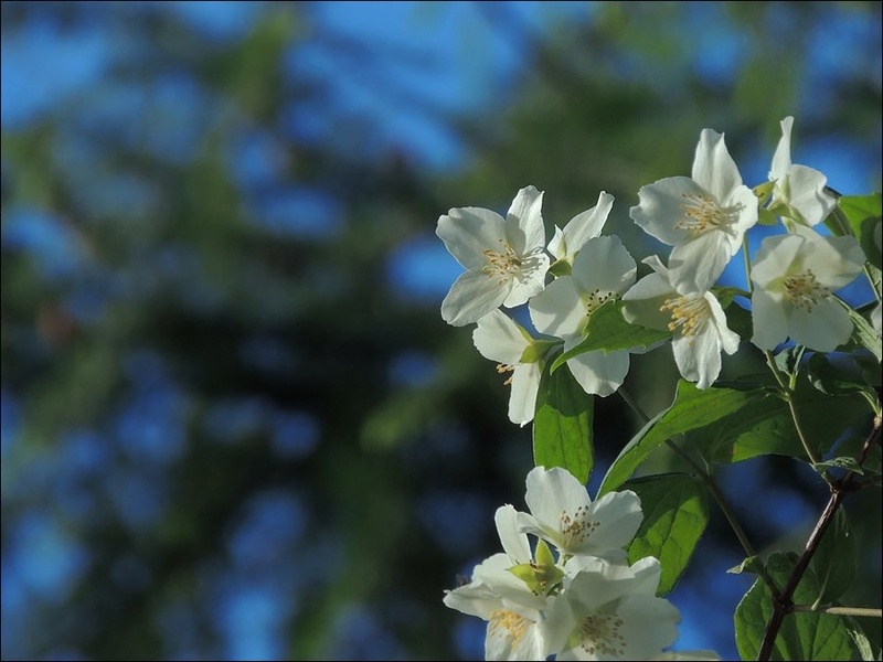 jasmin by Jani t