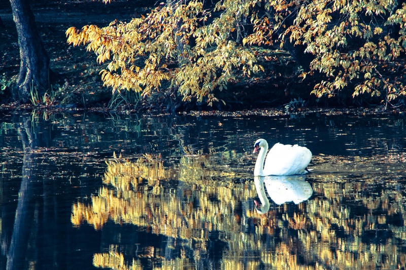 Swan lake by Luka Mesec