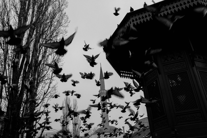 Fly away by Luka Mesec