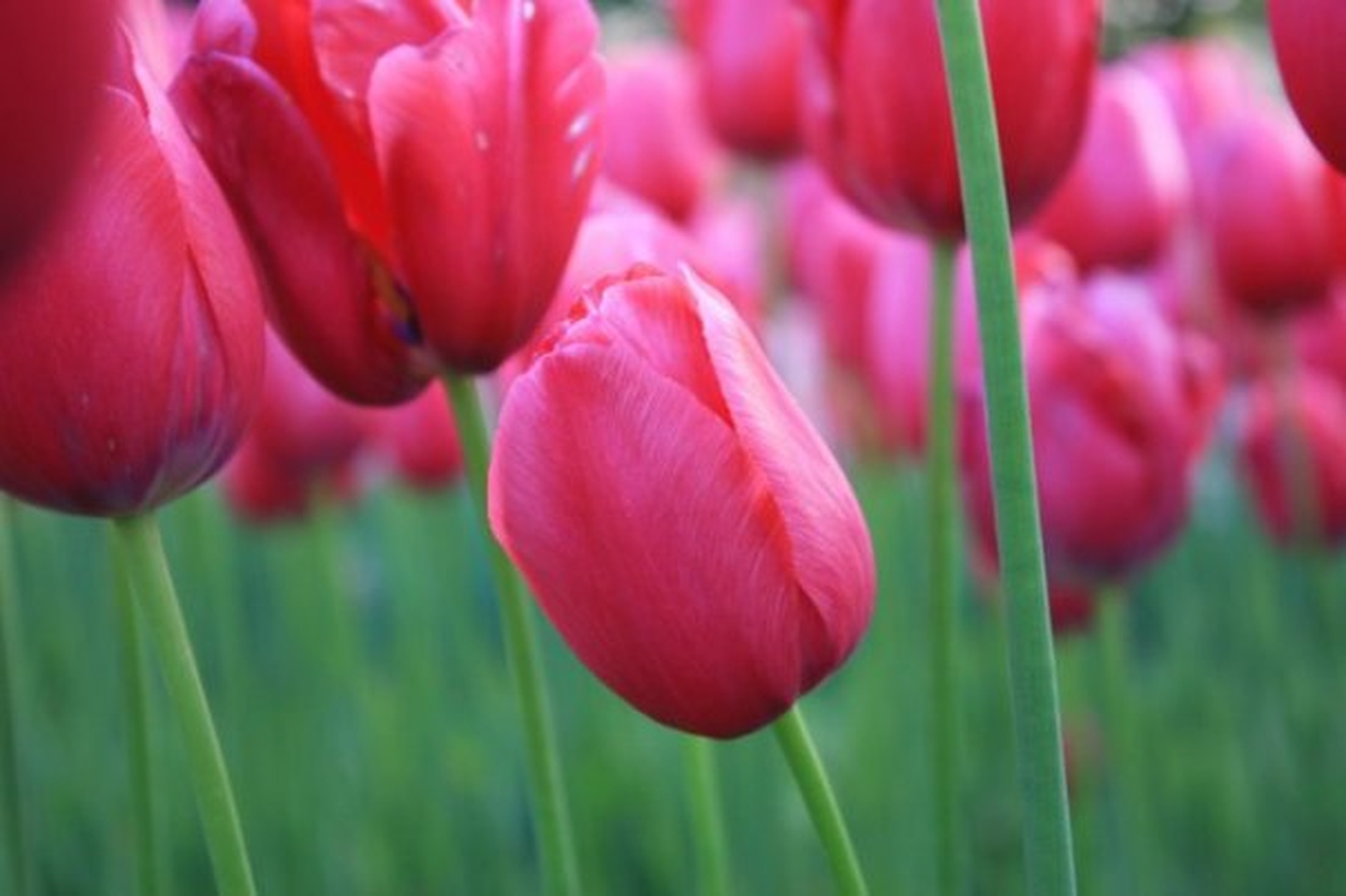 Tulipani by Luka Mesec