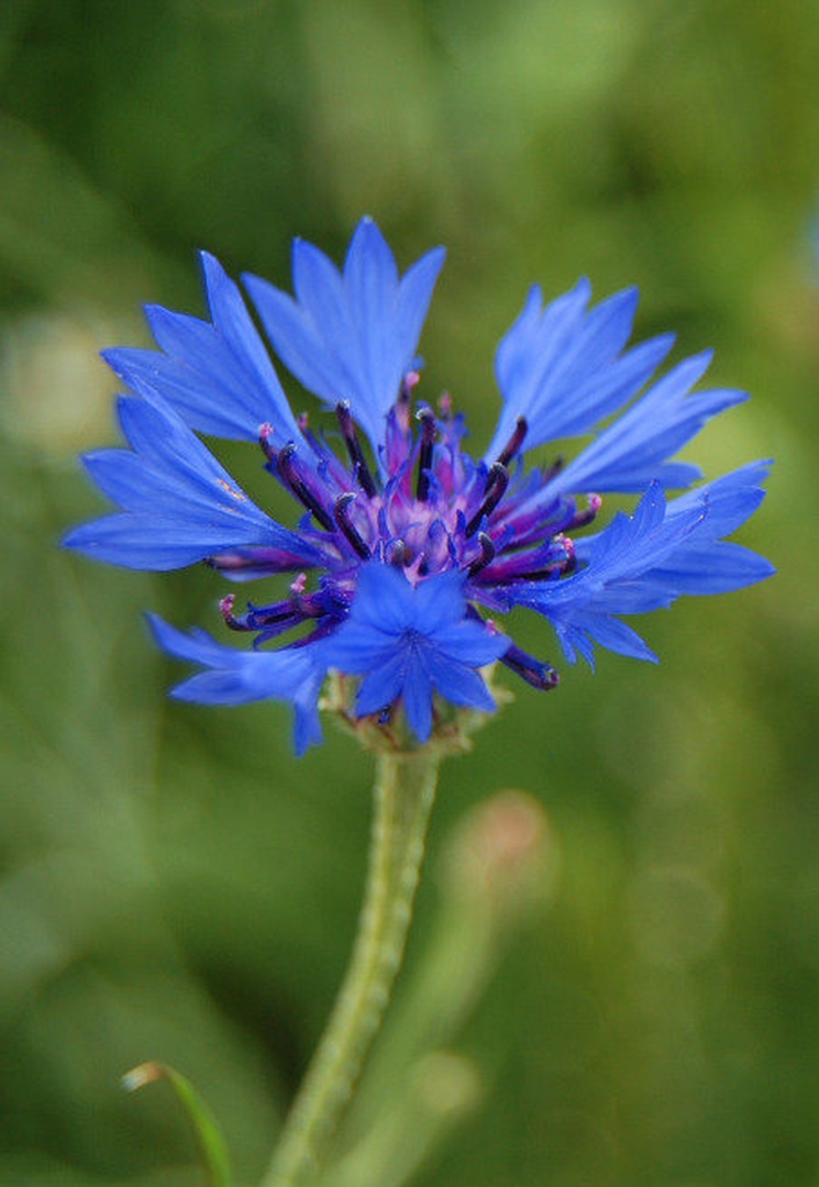 blue dream... by