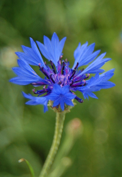 blue dream... by original