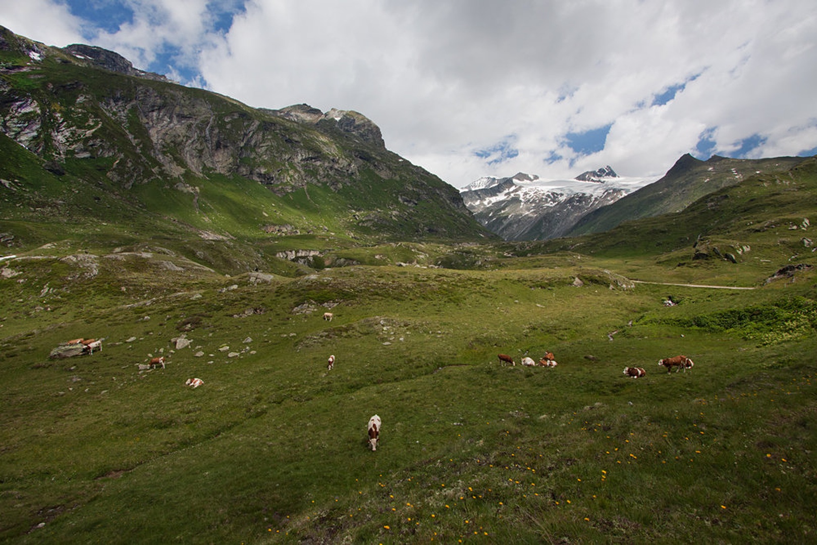 Paša za oko in kravce by Jure Korez