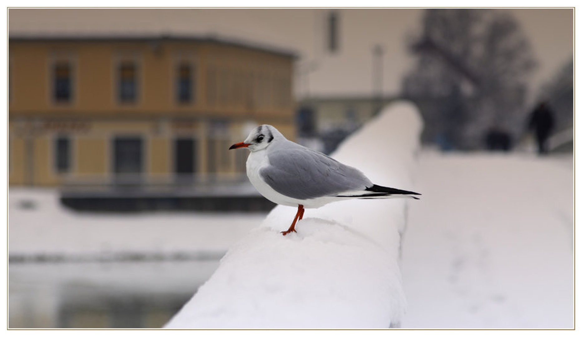Charadriiformes by Jure Korez
