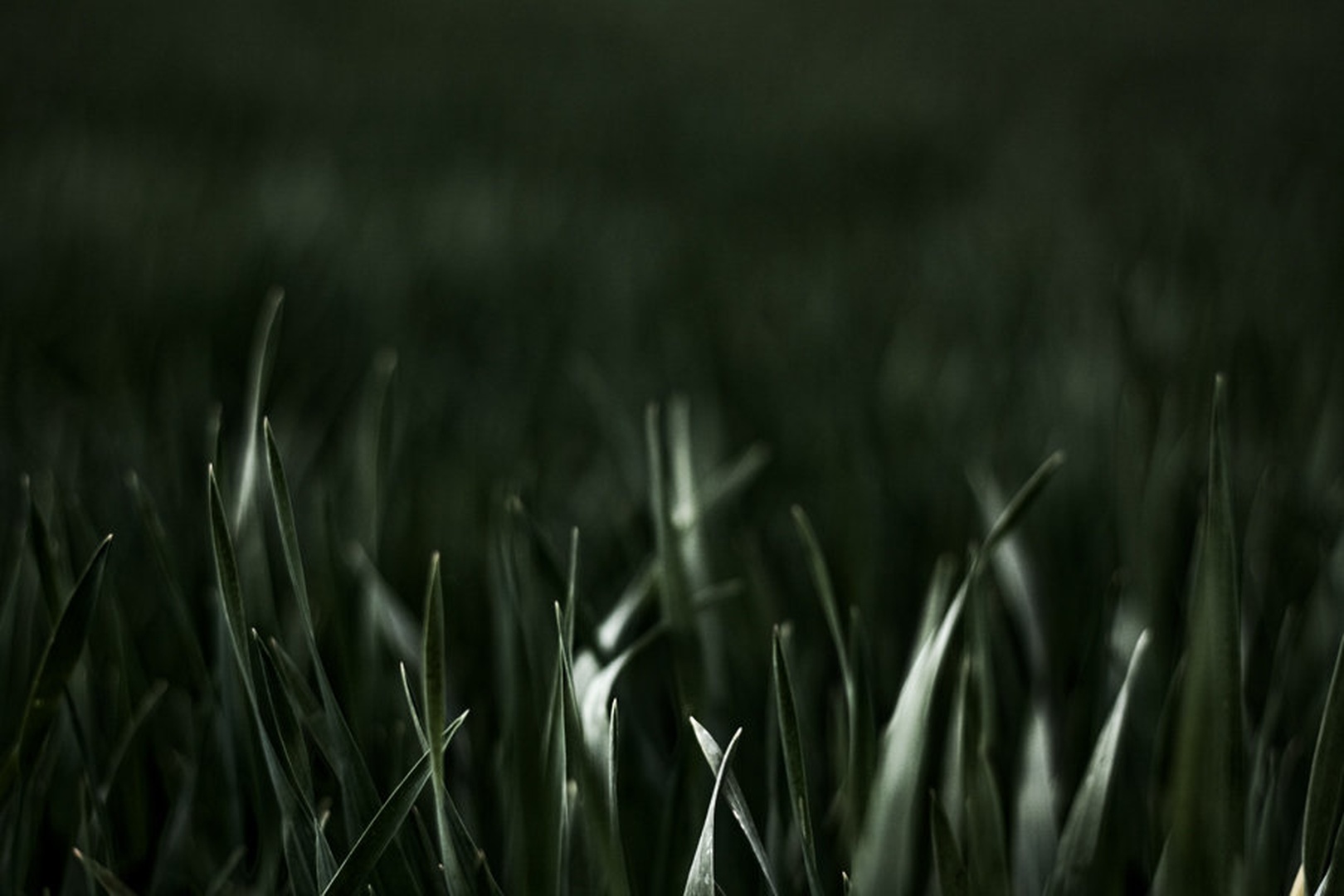Mystic grass by Jure Korez