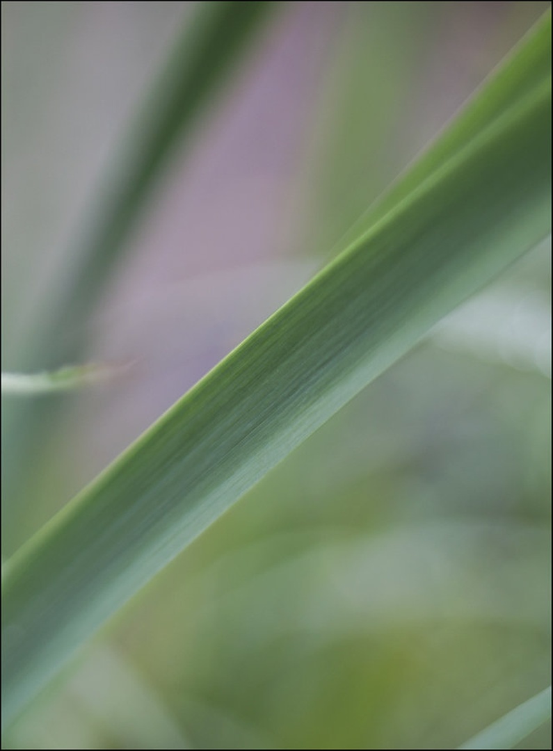 / by Jure Korez