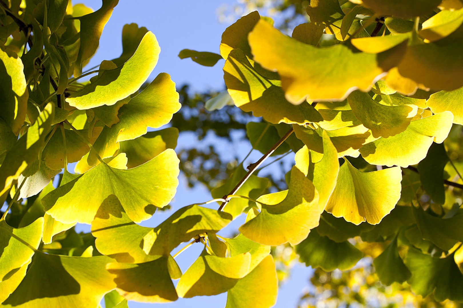 Ginko by Jure Korez