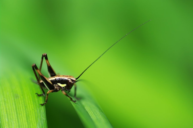 kobilica Kobilica by janjan