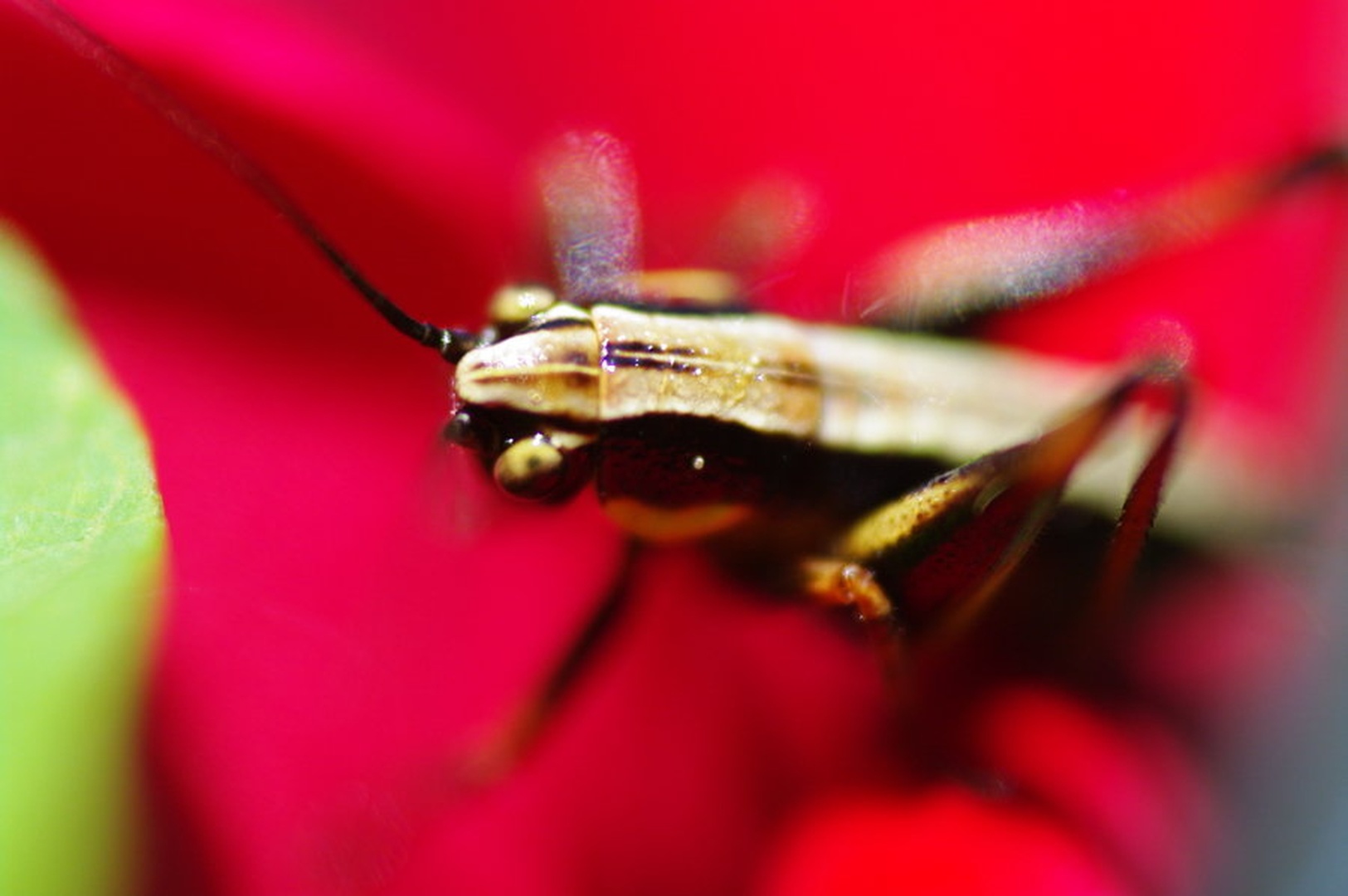 kobilica by