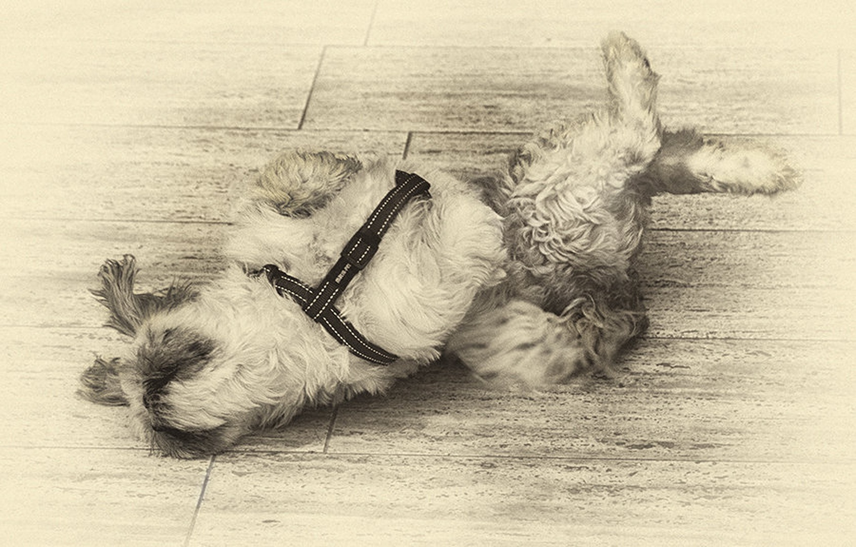 breakdancing dog by Rudi Majerle