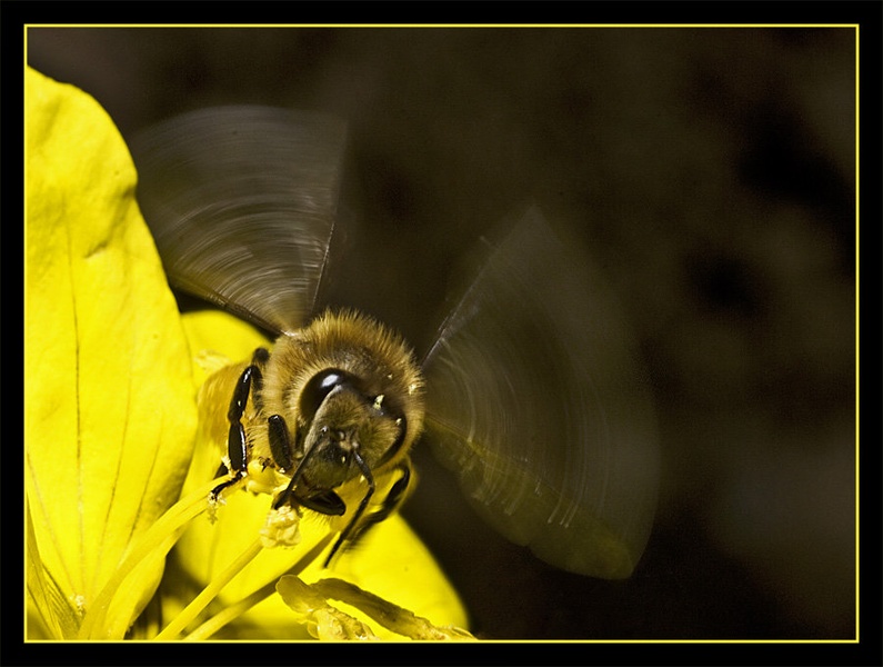 Flying bee by Rudi Majerle
