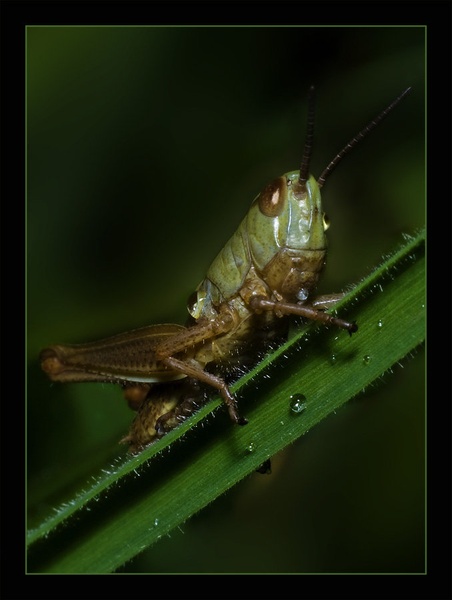 Opazujem te. by Rudi Majerle