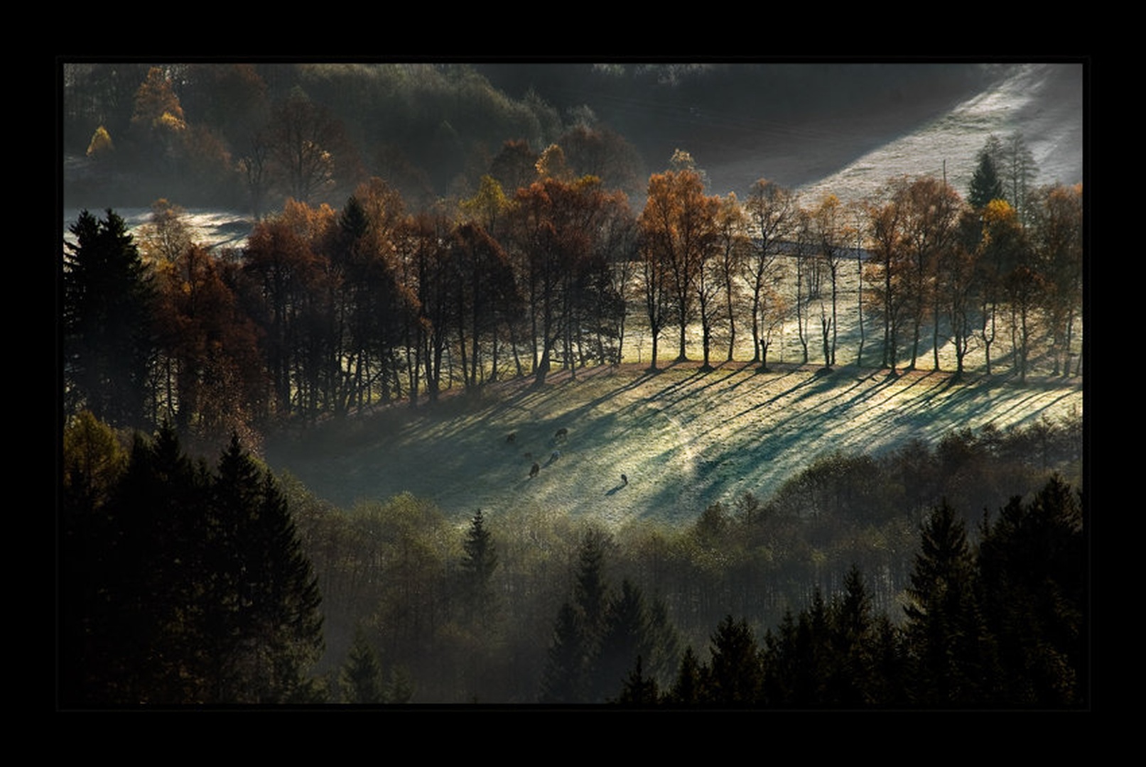 jutranja paša by Rudi Majerle