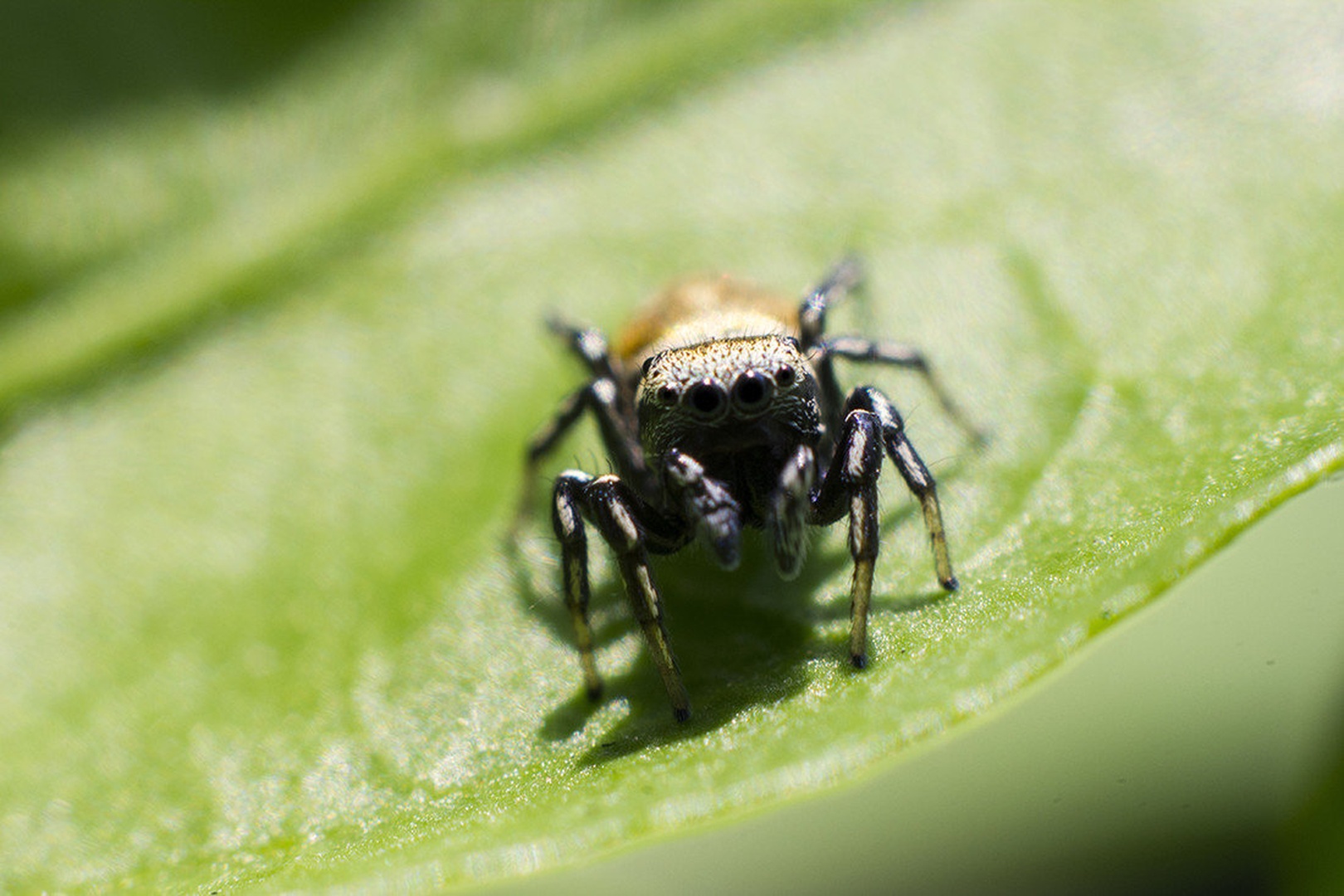 Salticidae by Maj Valerij