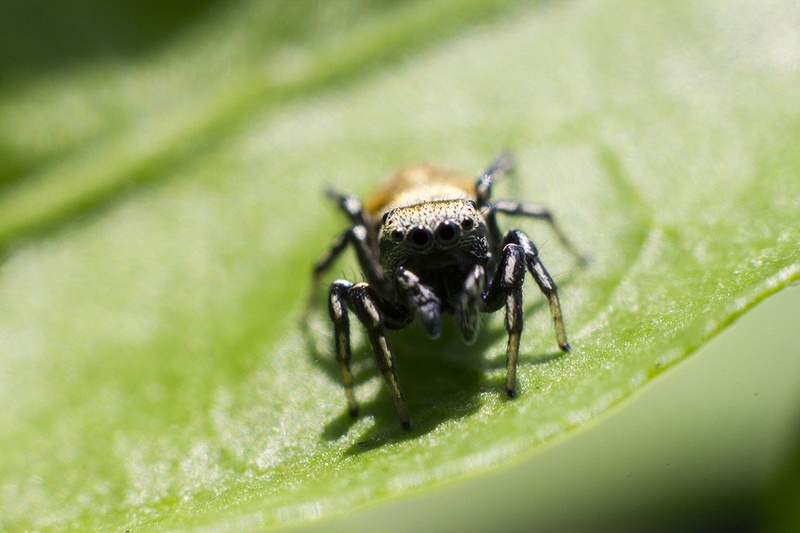 Salticidae by Maj Valerij
