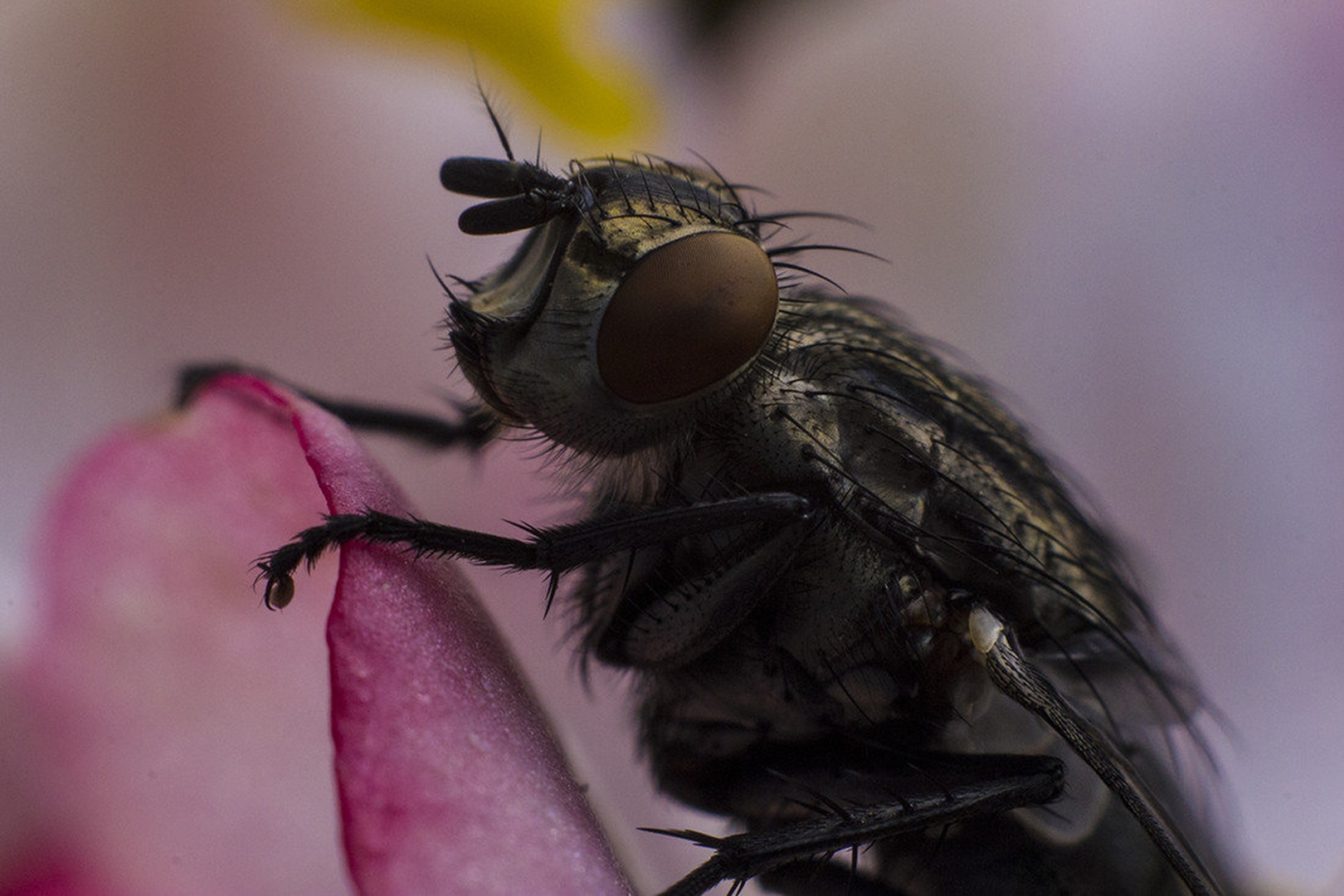 sarcophaga carnaria by Maj Valerij