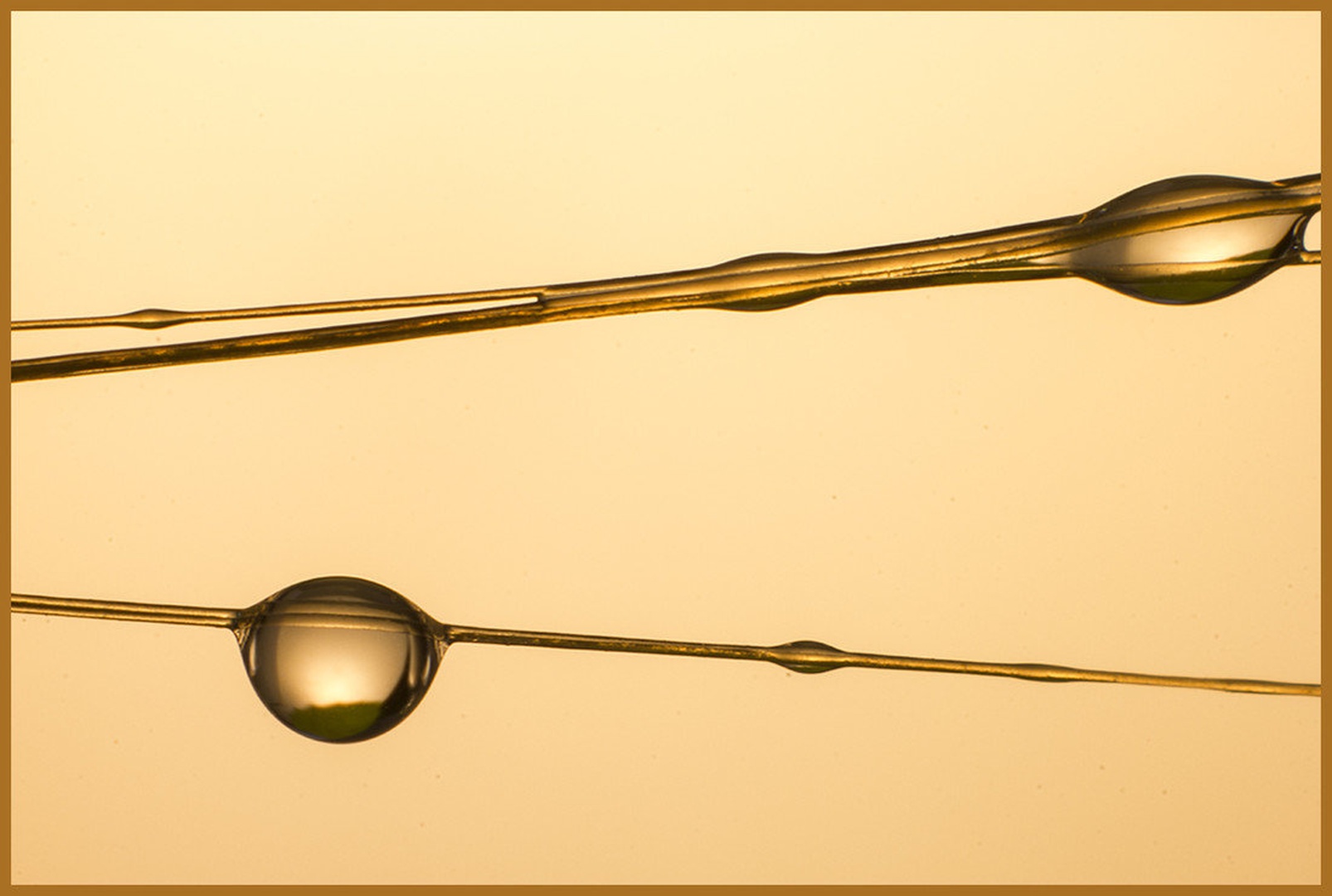 Depth of field of gold by Maj Valerij