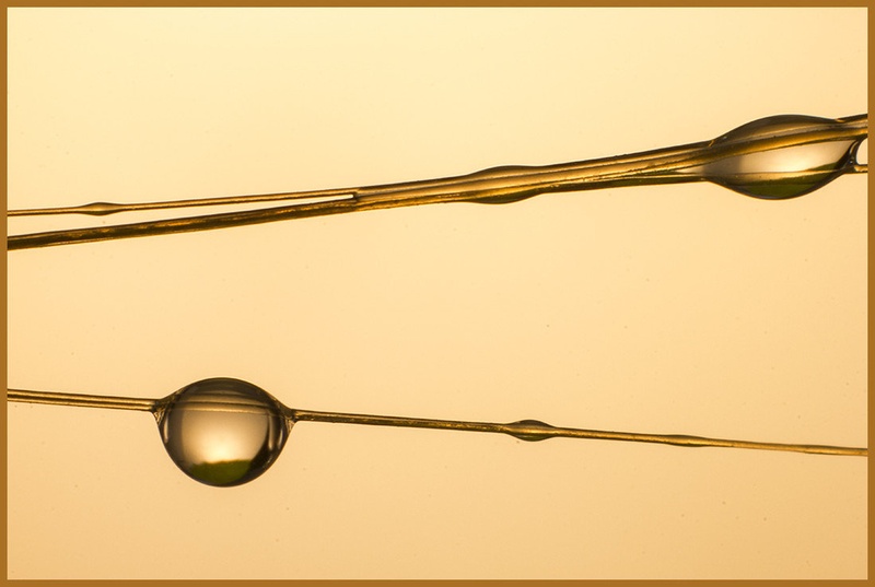 Depth of field of gold by Maj Valerij