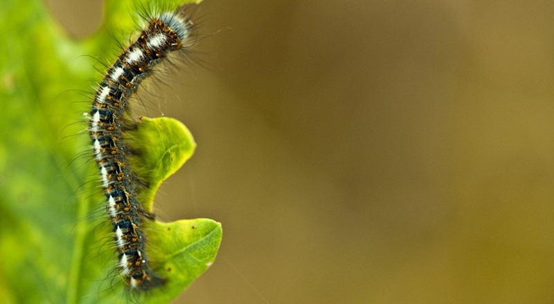 Caterpillar by ZinhaEq