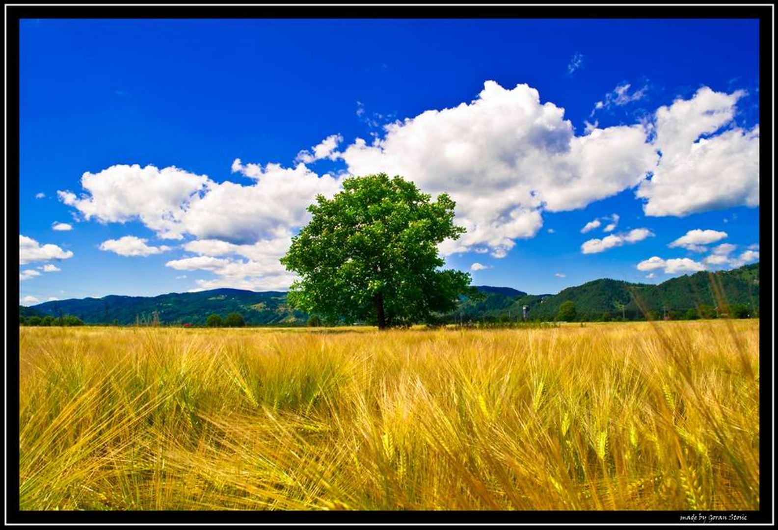 Žitno polje by