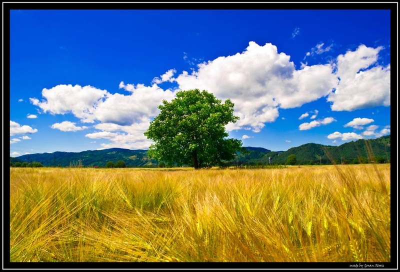 Žitno polje by cebelar123