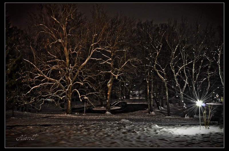 If trees could talk by Alen Tomše