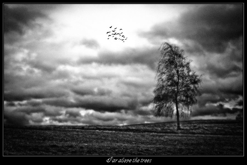 Far above the trees by Alen Tomše