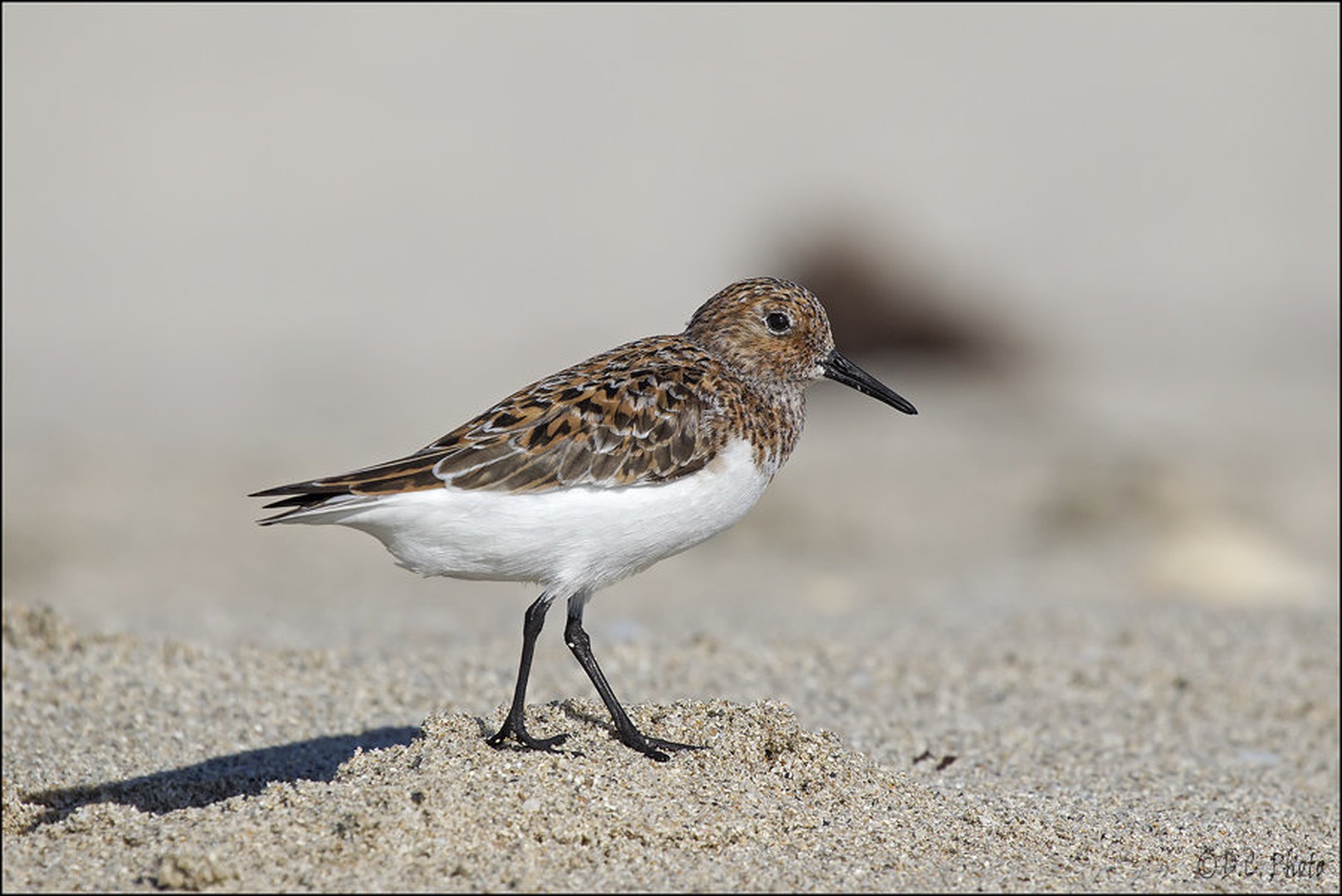 Western Sandpiper by Dejan