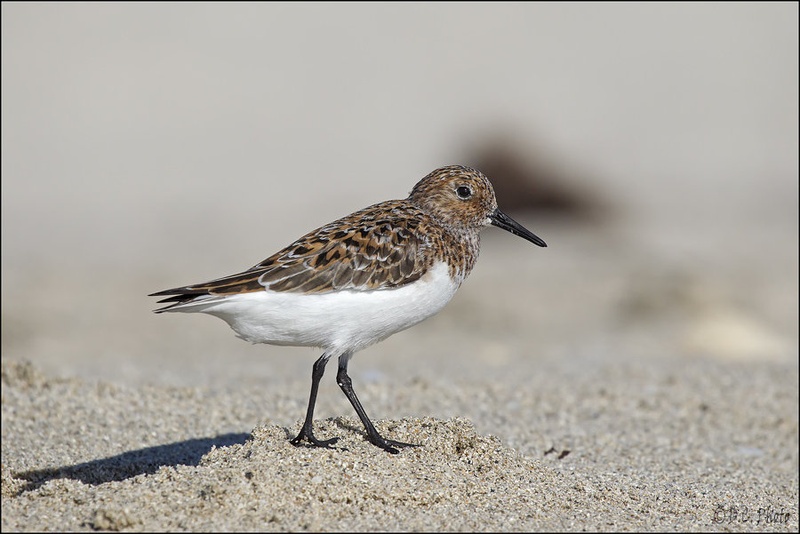 Western Sandpiper by Dejan