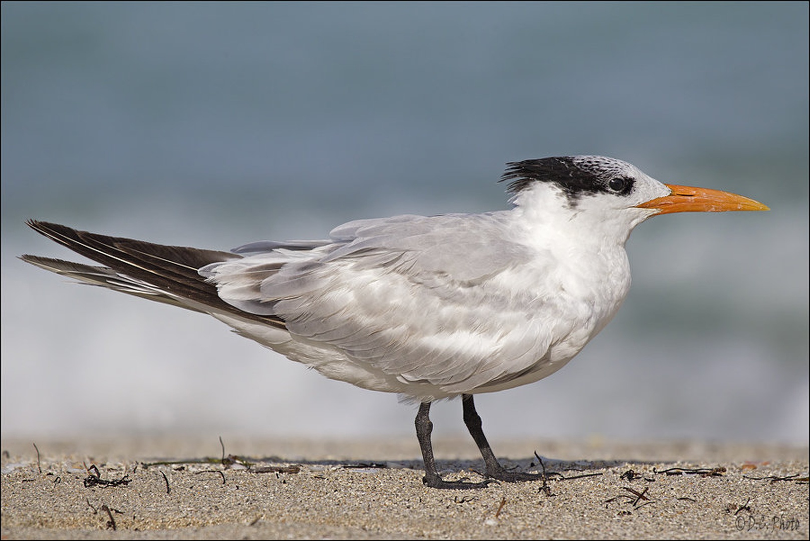 Royal Tern by Dejan