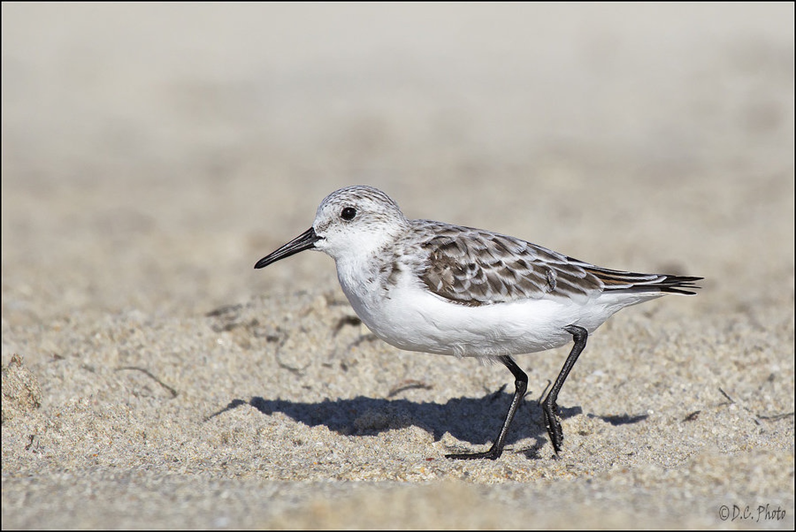 Sandpiper II. by Dejan